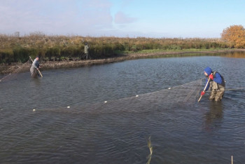 Фотография к новости: Балық аулауға тыйым салынды