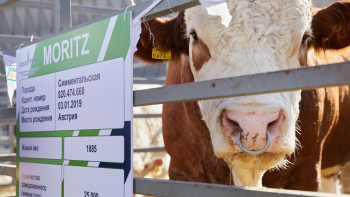 Фотография к новости: Өзіміздегі малды асылдандырудың орнына шеттен мал әкеліп, импорттауға құмармыз – депутат