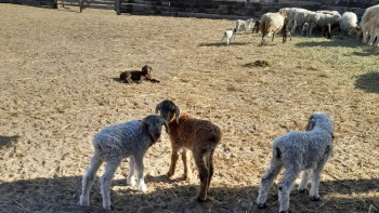 Фотография к новости: Жетісуда 1 млн жуық бас төл алу жоспарланып отыр