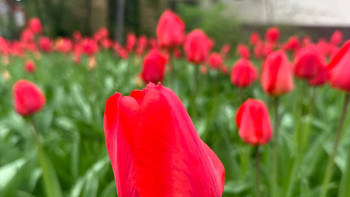 Фотография к новости: Фоторепортаж: Алматыда бүр жарған гүлдер