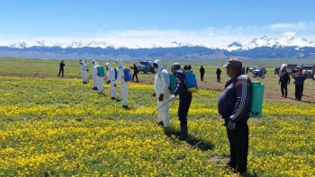 Фотография к новости: Алматы облысында рапс жапырақ жемірінің таралу ошақтары анықталды