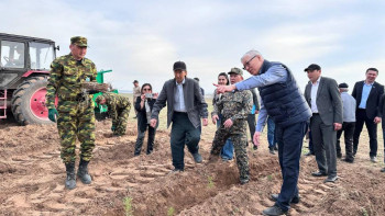 Фотография к новости: Ұлытау облысында 2 миллионға жуық ағаш егіліп жатыр