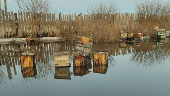 Фотография к новости: Павлодарлық кәсіпкердің 80 ара ұясы су астында қалған