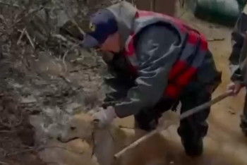 Оралда Жайық өзенінің деңгейі 8 сантиметрге көтерілді