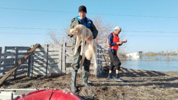 Фотография к новости: Құтқарушылар саяжайдағы үй жануарларын құтқарды