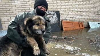 Фотография к новости: "Ит-мысықты құтқарып пиар жасап жүр ме?" - Сыздықов министрдің қайда екенін айтты