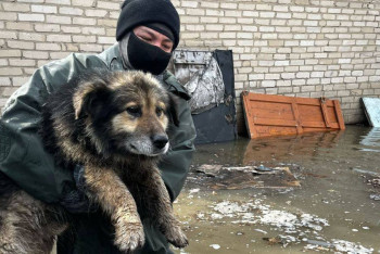 Фотография к новости: "Ит-мысықты құтқарып пиар жасап жүр ме?" - Сыздықов министрдің қайда екенін айтты