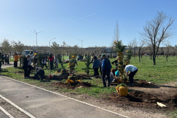 Фотография к новости: Қарағанды облысында 90 мыңнан аса көшет отырғызылады