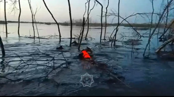 Фотография к новости: Түркістандық құтқарушылар тасқын суғаа батып бара жатқан жылқыларды құтқарды