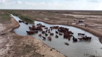 Фотография к новости: Махамбет ауданында 4000 мал басы қауіпсіз жерге көшірілді