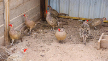 Фотография к новости: Астананың жасыл белдеуі аумағында 700 қырғауыл ұшырылды