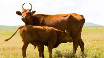 Фотография к новости: Суға кеткен үй жануарларының құнын өтеуге өтінім қабылдау басталды