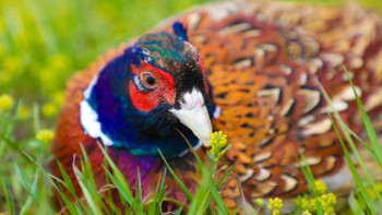 Фотография к новости: Астананың жасыл белдеуі жаңа құстармен толықты