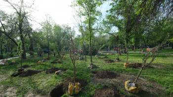Фотография к новости: «Алматы – бақ қала»: Сүйікті қалаңызға ағаш отырғызыңыз