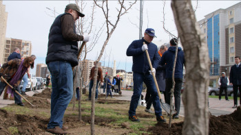 Фотография к новости: Елордада жүздеген алмұрт көшеттері отырғызылды