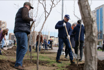 Фотография к новости: Елордада жүздеген алмұрт көшеттері отырғызылды