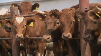 Фотография к новости: Шаруалардан қабылданатын сүт көлеміне шектеу қойылады