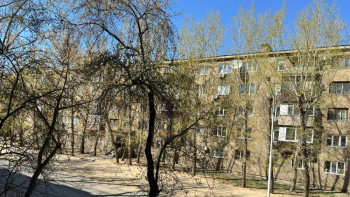 Фотография к новости: Павлодар жасыл қалаға айнала ма