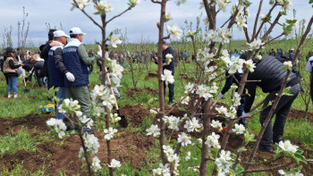 Фотография к новости: Алматыда жаңа алма бақтар пайда болды
