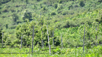 Фотография к новости: Алматыда ауыл шаруашылығы мақсатындағы жердің мақсатсыз пайдаланылуы тексеріледі