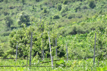 Алматыда ауыл шаруашылығы мақсатындағы жердің мақсатсыз пайдаланылуы тексеріледі