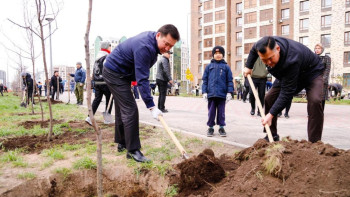Фотография к новости: Астанада 100-ден аса әке балаларымен бірге ағаш отырғызды