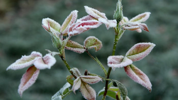 Фотография к новости: Жамбыл облысының шығысында  үсік жүреді