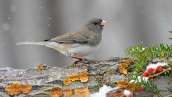 Фотография к новости: "Жаңбырдың арты қарға ұласады". Үш күнге арналған болжам ұсынылды
