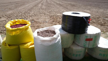 Фотография к новости: Жетісайлық диқандар жаңа тәсілмен мақта екті