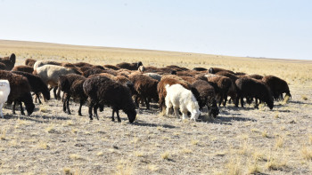 Фотография к новости: Ақтөбе облысында ауру мал көмілген жерлер су астында қалған