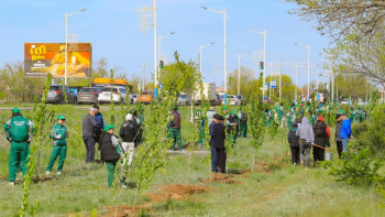 Фотография к новости: «Болашақ» гүлзарында үш жүзден аса сүмбіл терек егілді