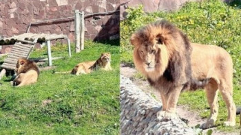 Фотография к новости: Алматы хайуанаттар бағында жұмыс уақыты ұзарды