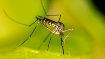 Фотография к новости: Семейде масаға қарсы дезинсекциялау жұмыстары жүргізіліп жатыр