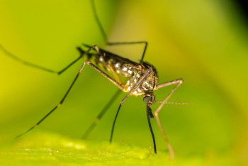 Фотография к новости: Семейде масаға қарсы дезинсекциялау жұмыстары жүргізіліп жатыр