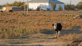 Фотография к новости: Индер ауданында 1,5 мыңға жуық мал қауіпсіз жерге көшірілді