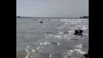 Фотография к новости: Жайықта бір үйір жылқы суға батып кете жаздады
