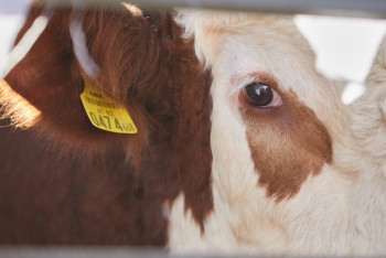 Фотография к новости: Моңғолияда 7 млн-нан астам ірі қара қырылып қалды