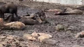 Фотография к новости: Алматы тұрғыны үй жануарларын өлекселердің жанында баққан