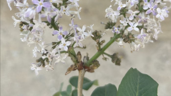 Фотография к новости: Бірнеше өңірде үсік жүреді