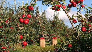 Фотография к новости: Апорт және алма бақтары - Алматының жаңа туристік келбетіне айналып келеді