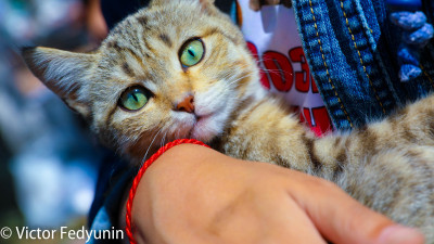 Алматыда қай жерде үй жануарларын тегін ұрықсыздандыруға болады