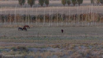 Фотография к новости: Су тасқыны. Ел бойынша қанша төрт түлік суға кетті
