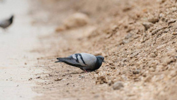 Фотография к новости: Бөгет бұзылған жағдайда қайда хабарласуға болады