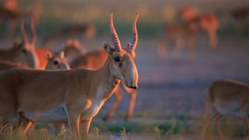 Фотография к новости: Ақбөкендерді қорғау. Павлодар облысында заңбұзушылықтар тіркелді