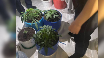 Фотография к новости: Түркістан облысында тұрғынның үйінен 4 түп сора тәркіленді