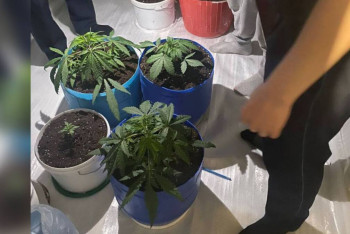 Фотография к новости: Түркістан облысында тұрғынның үйінен 4 түп сора тәркіленді