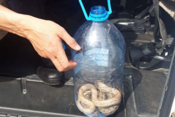 Қызылордалық құтқарушылар отбасын қолдау мекемесінен жылан ұстады