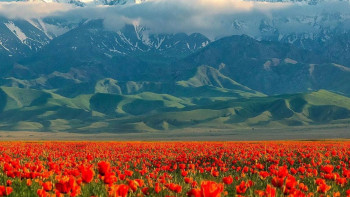 Фотография к новости: Алматыдағы көкнәр алқабына қалай баруға болады