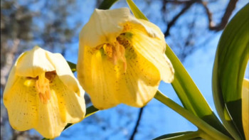 Фотография к новости: Алматыда өте сирек кездесетін ақшыл секпілгүл бүр жарды