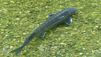 Фотография к новости: Сирек кездесетін балықты аулағандарға қатысты 55 қылмыстық іс қозғалды